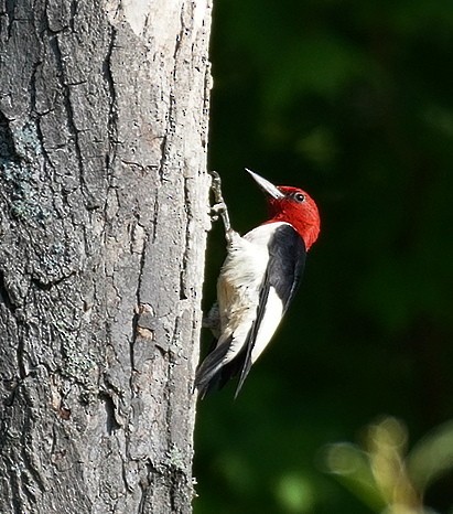 Red-headed Woodpecker - Karin Isett