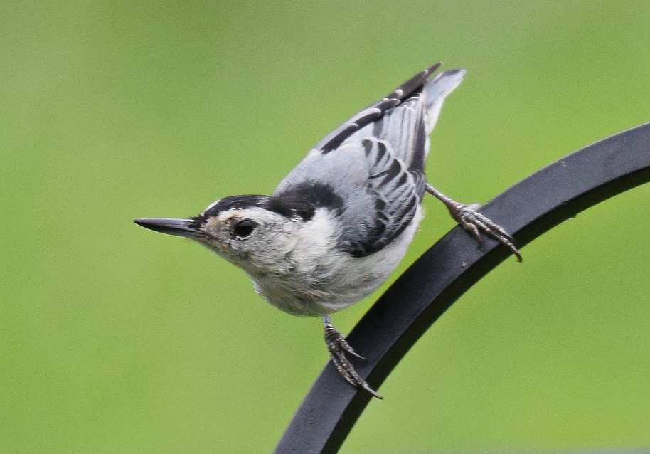 White-breasted Nuthatch - ML621103972