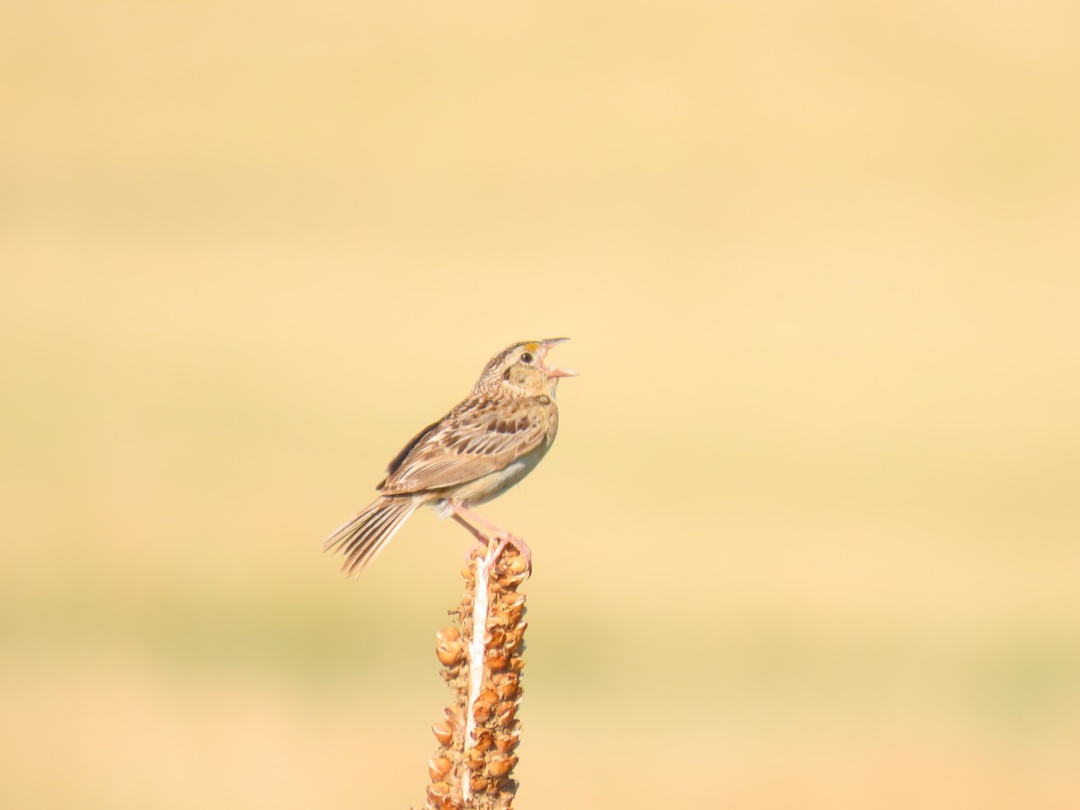 Grasshopper Sparrow - ML621103975