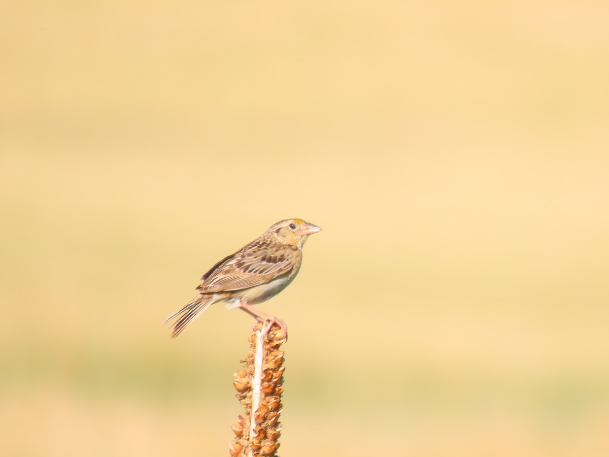 Grasshopper Sparrow - ML621103983