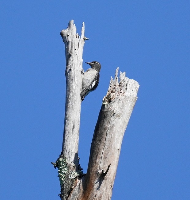 Red-headed Woodpecker - ML621103988