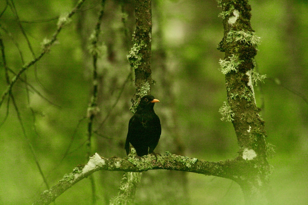 Eurasian Blackbird - ML621104042