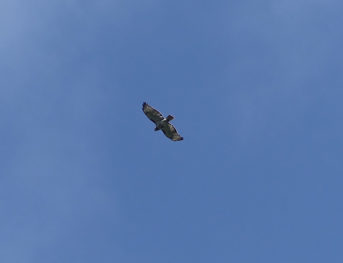 Red-tailed Hawk - ML621104051