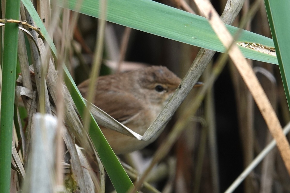 Common Reed Warbler - ML621104052