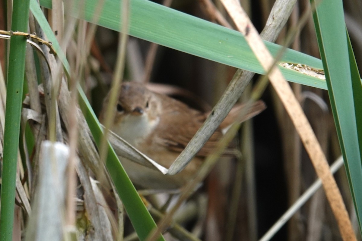 Common Reed Warbler - ML621104053