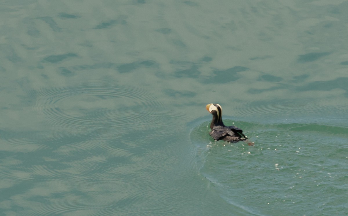 Tufted Puffin - ML621104067