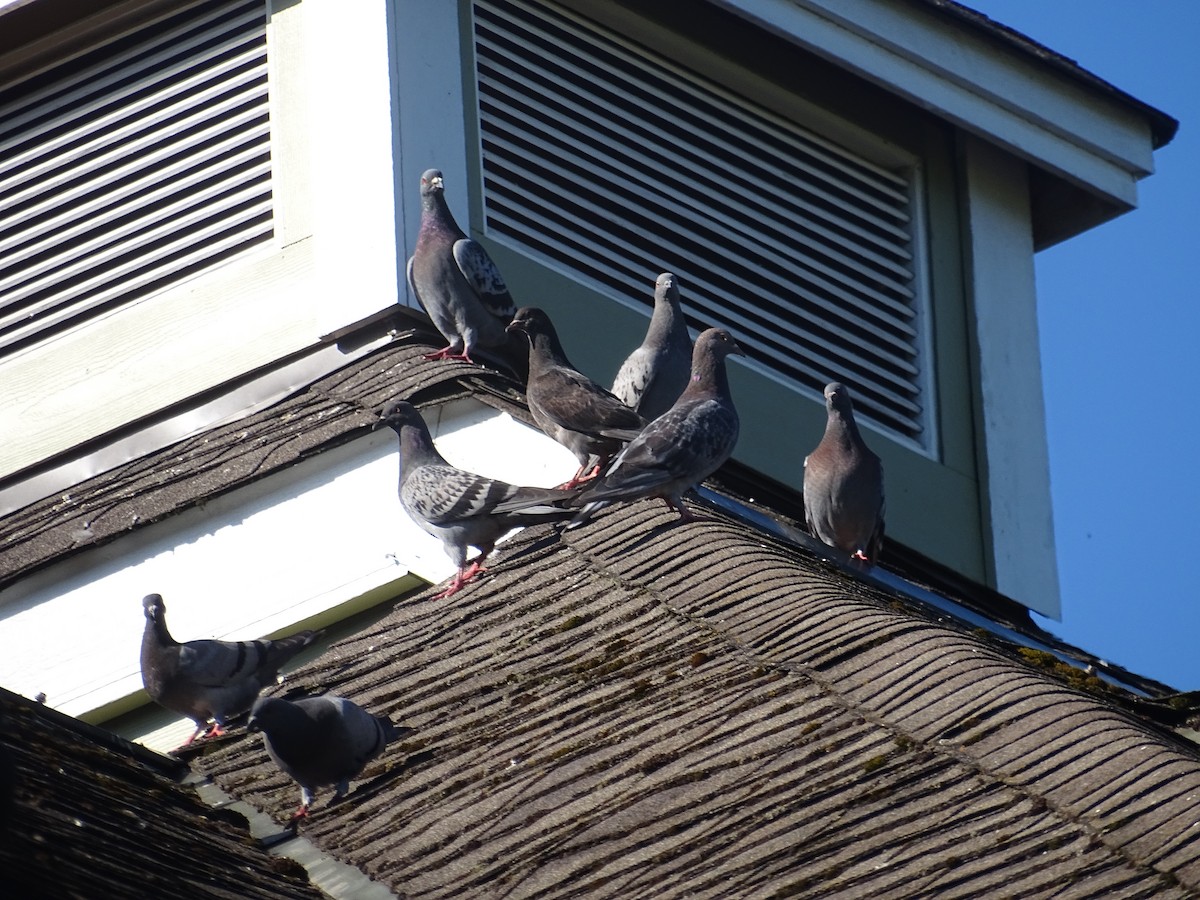 Rock Pigeon (Feral Pigeon) - ML621104083