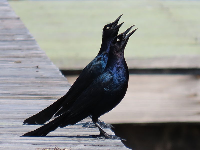 Boat-tailed Grackle - ML621104108