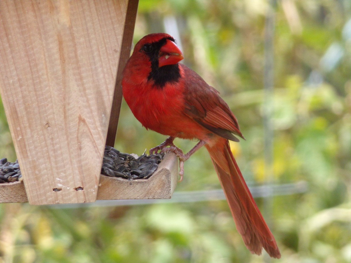 Cardinal rouge - ML621104119