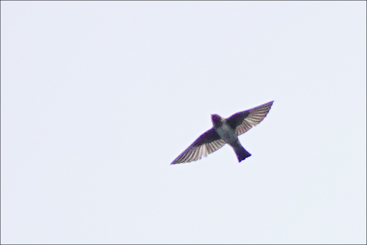 Northern Rough-winged Swallow - ML621104140