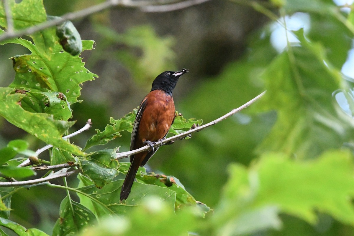 Orchard Oriole - ML621104146