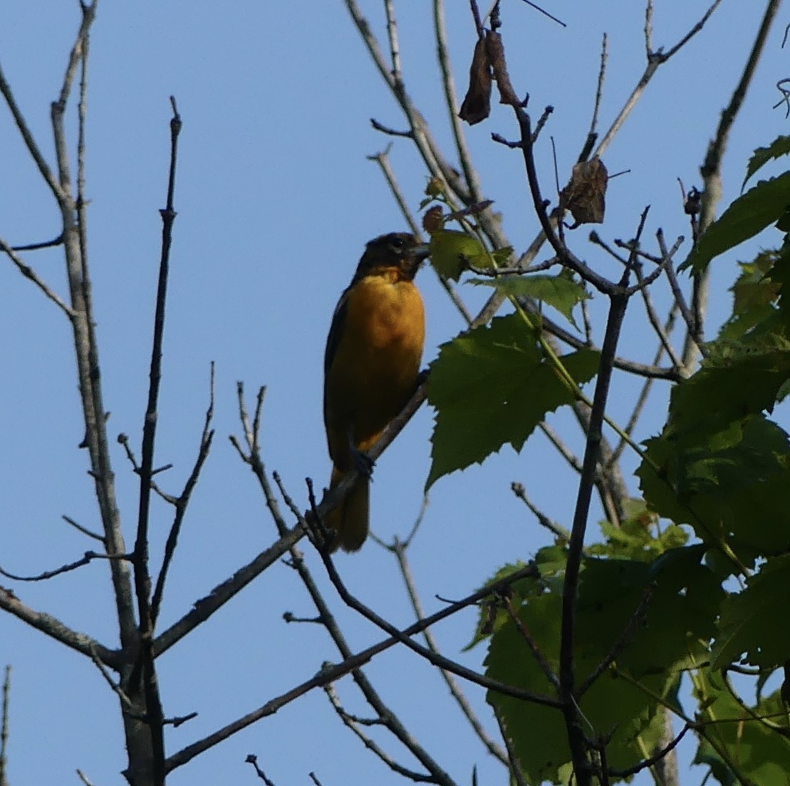 Orchard Oriole - ML621104155