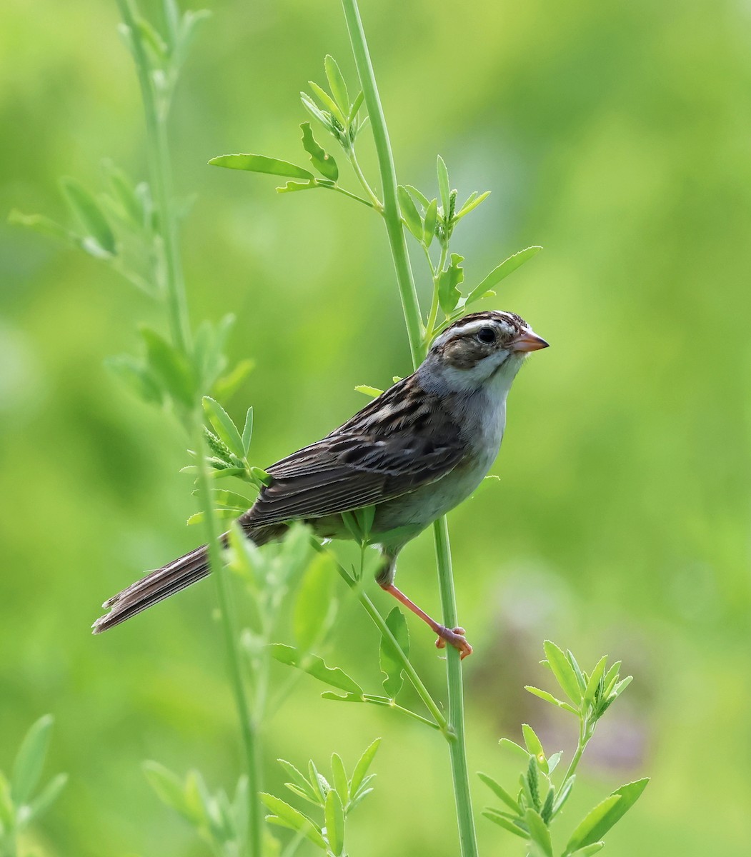 Clay-colored Sparrow - ML621104164