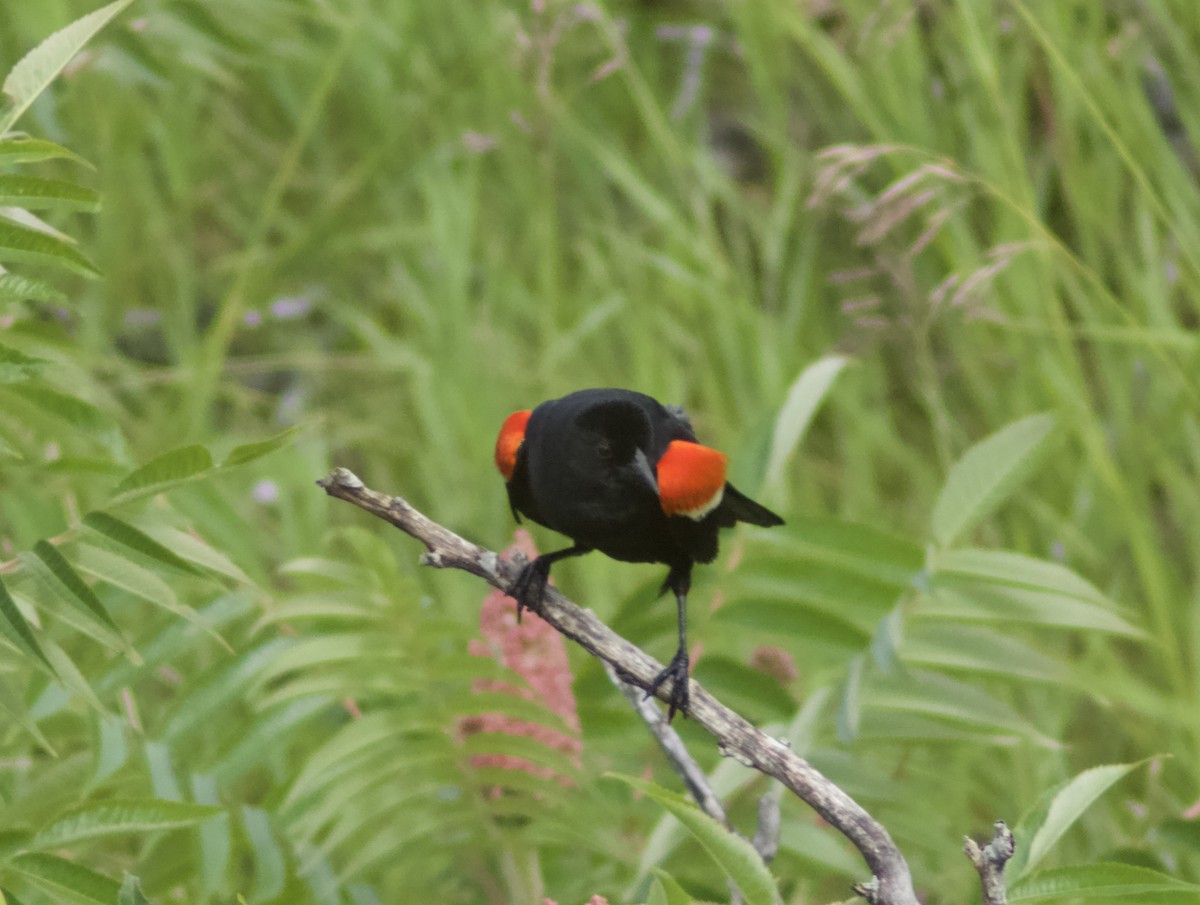 Red-winged Blackbird - ML621104165