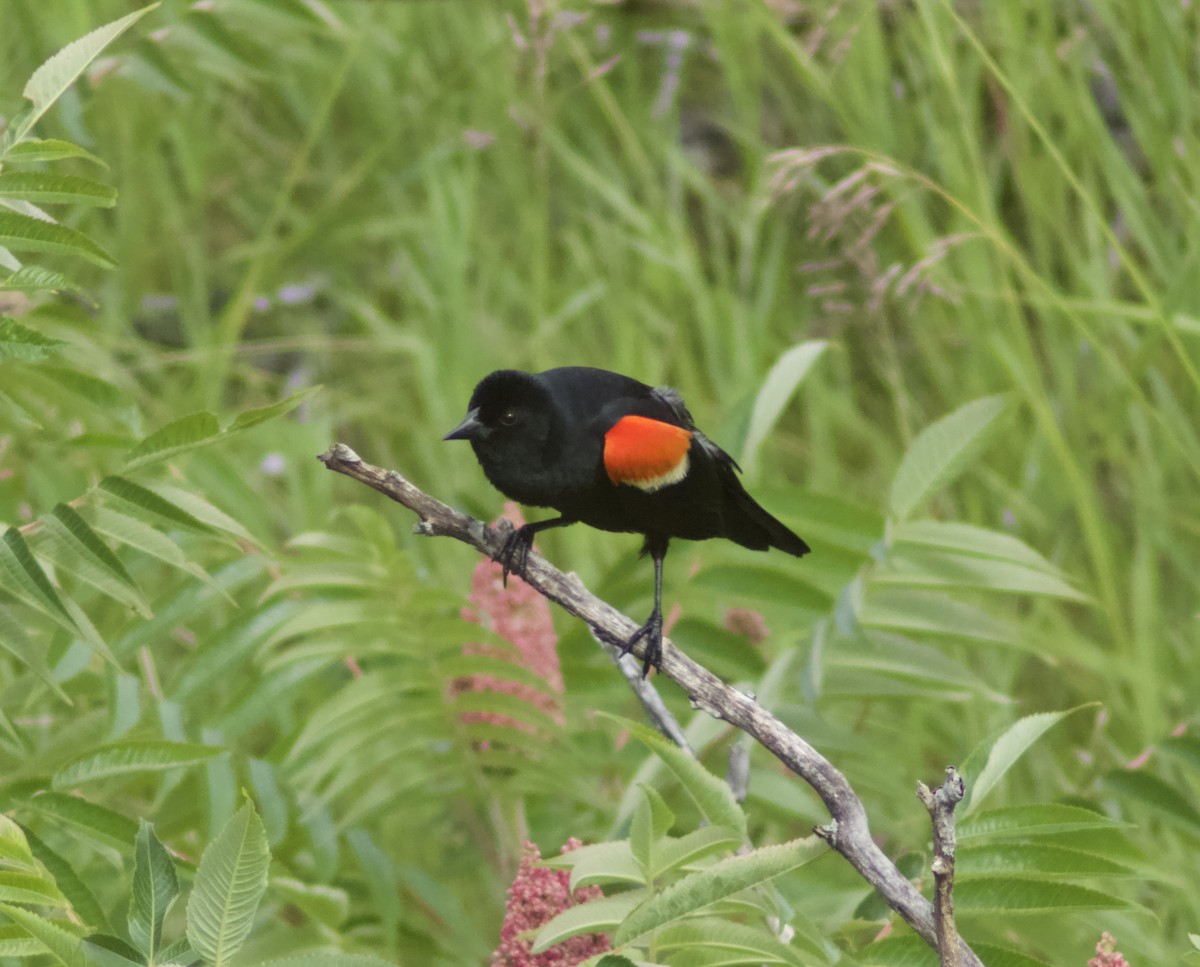 Red-winged Blackbird - ML621104166