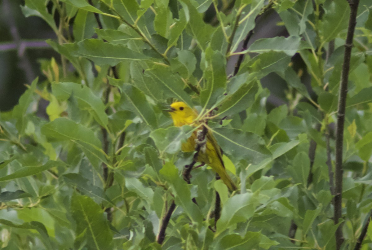 Yellow Warbler - ML621104172