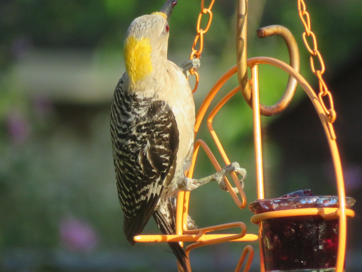 Golden-fronted Woodpecker - ML621104229