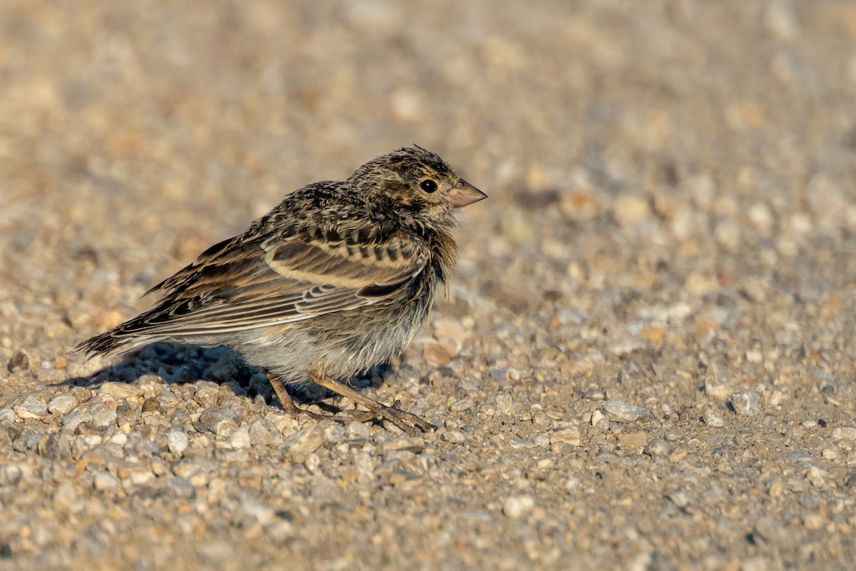 Thick-billed Longspur - ML621104230