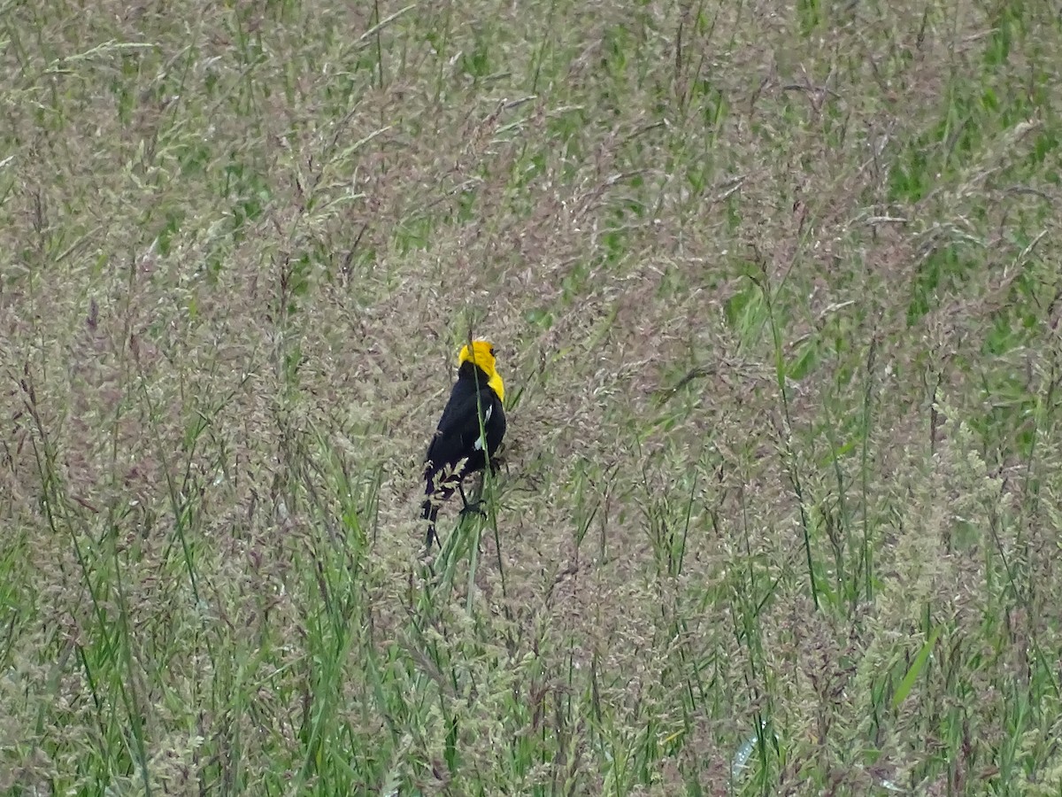 Yellow-headed Blackbird - ML621104233