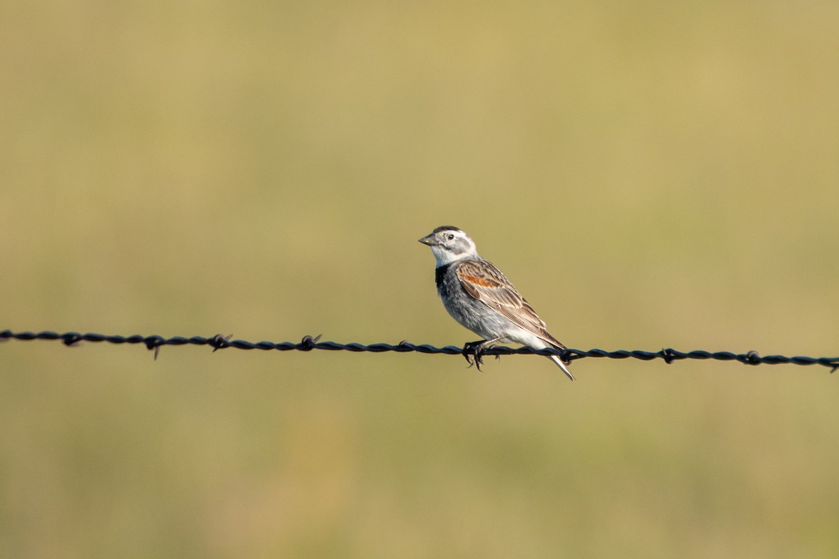 Thick-billed Longspur - ML621104235