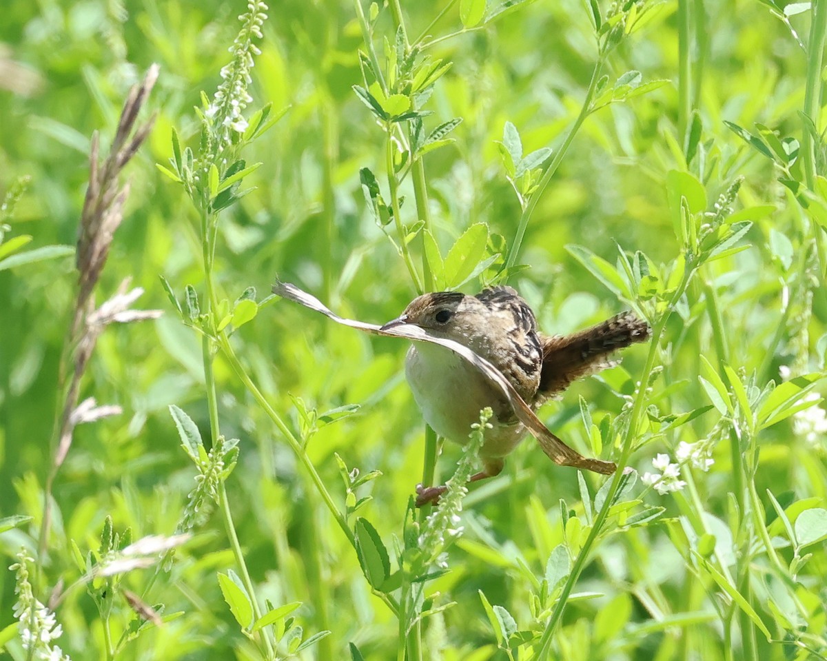 Sedge Wren - Michael Smith