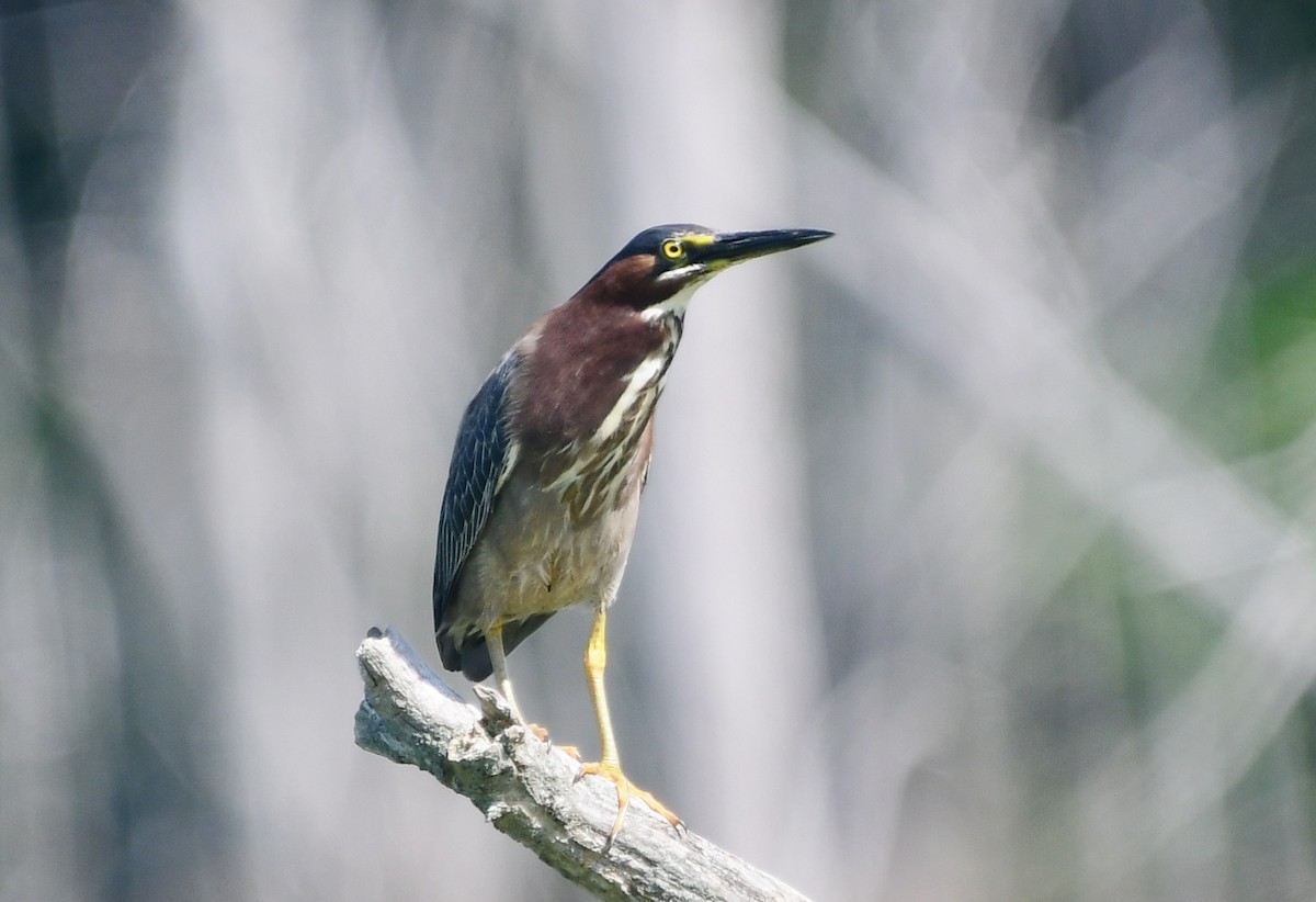 Green Heron - Michele Chartier