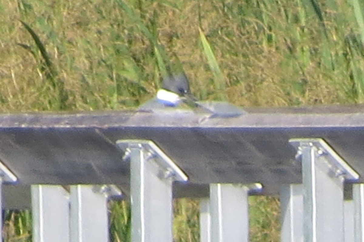 Belted Kingfisher - ML621104334