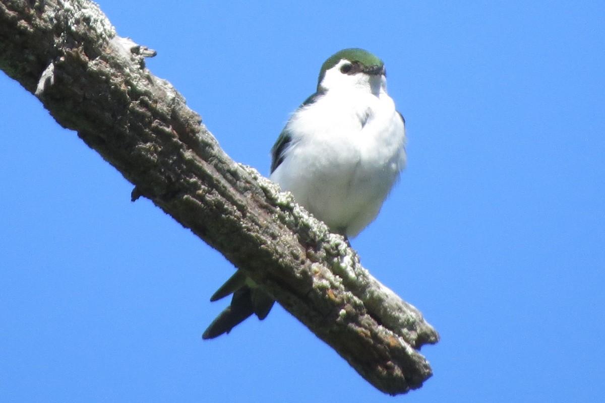Violet-green Swallow - ML621104430