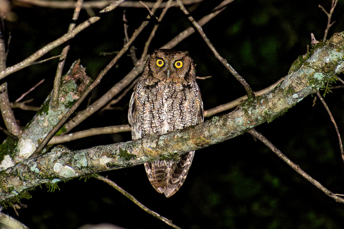 Long-tufted Screech-Owl - ML621104456