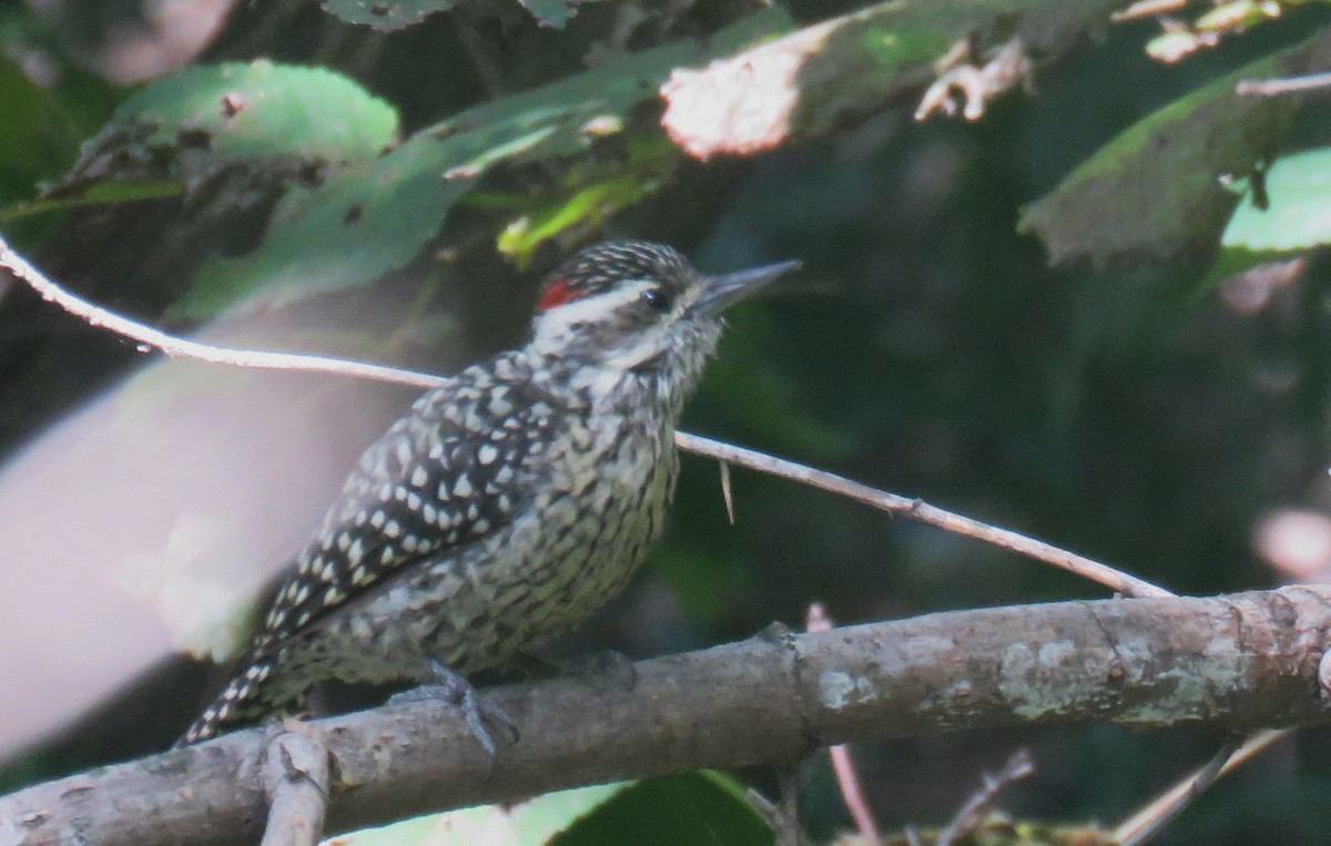 Checkered Woodpecker - ML621104458