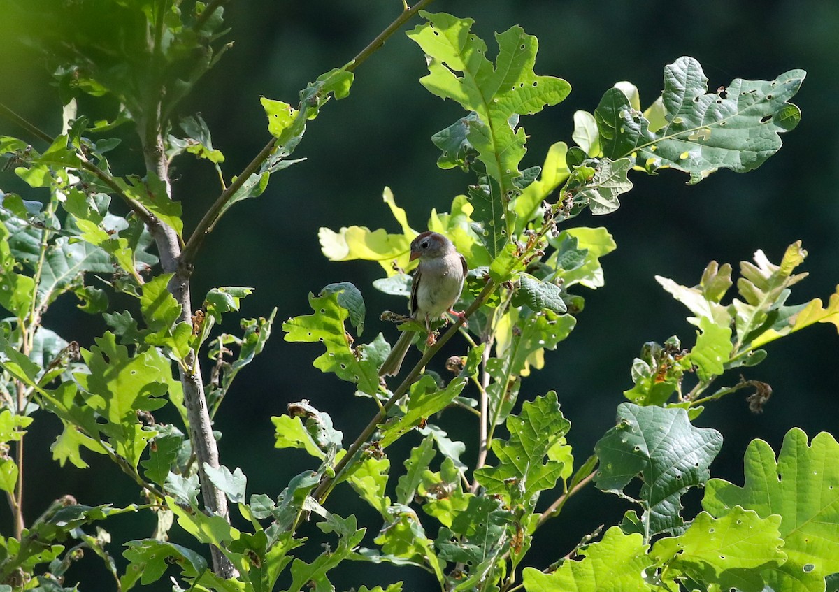 Field Sparrow - ML621104459