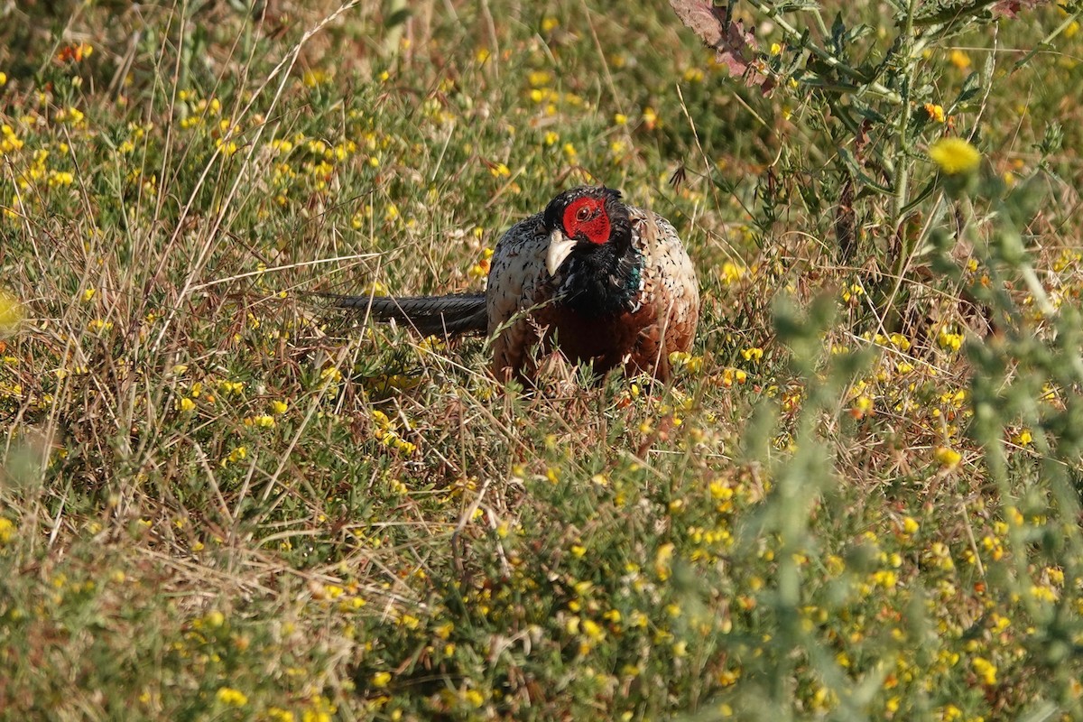 Ring-necked Pheasant - ML621104493