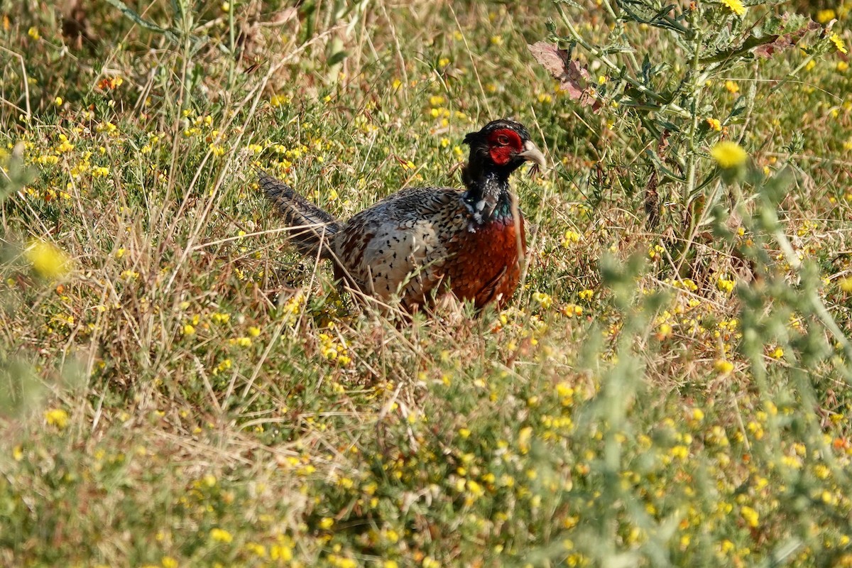 Ring-necked Pheasant - ML621104494