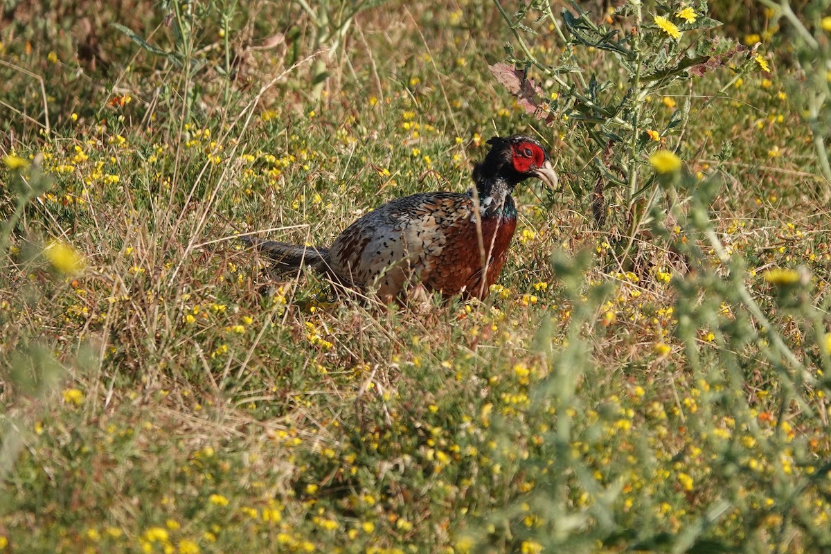 Ring-necked Pheasant - ML621104495