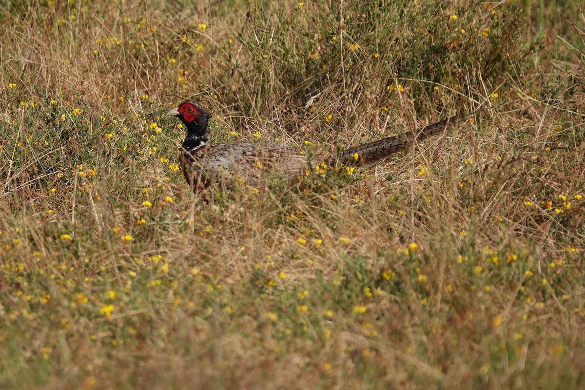 Ring-necked Pheasant - ML621104496
