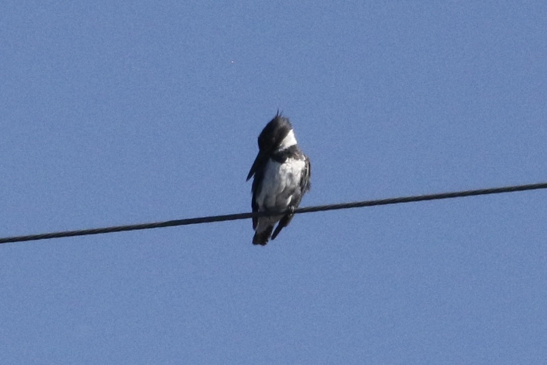 Belted Kingfisher - ML621104499