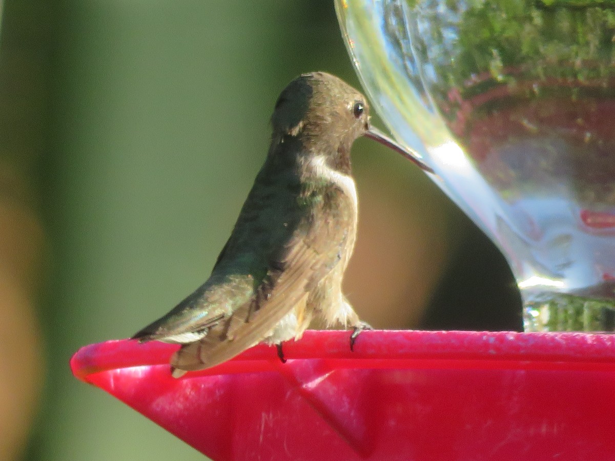 Black-chinned Hummingbird - ML621104523