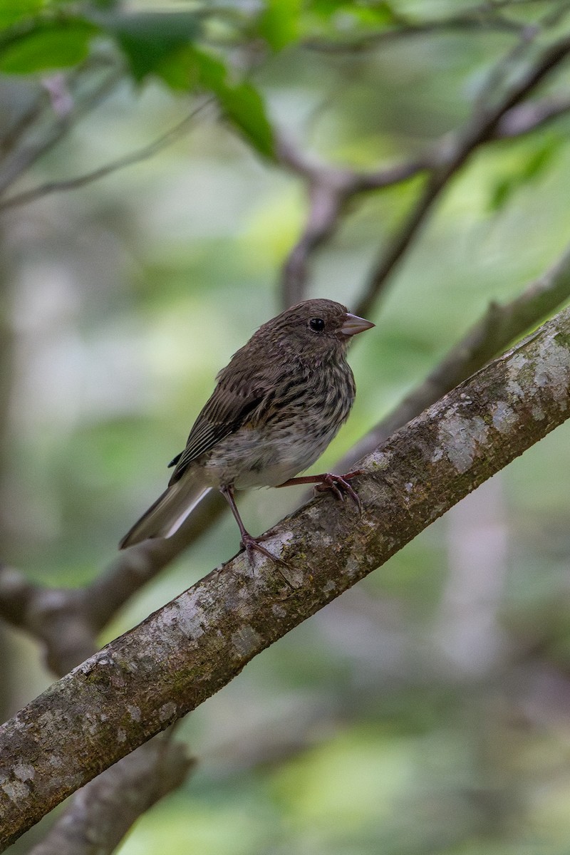 Dark-eyed Junco - Joe Mahaffey