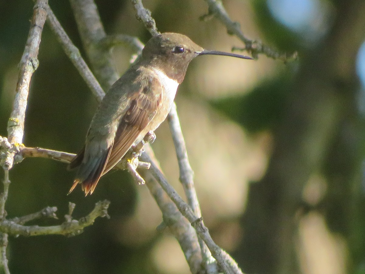 Black-chinned Hummingbird - ML621104542