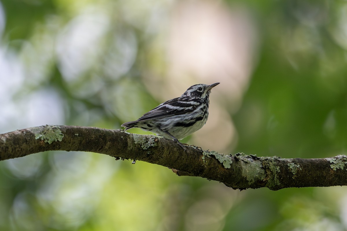 Black-and-white Warbler - ML621104572