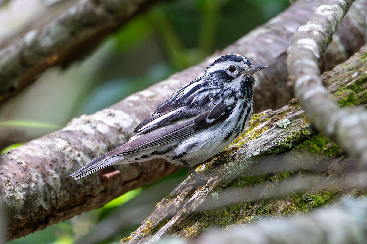 Black-and-white Warbler - ML621104573