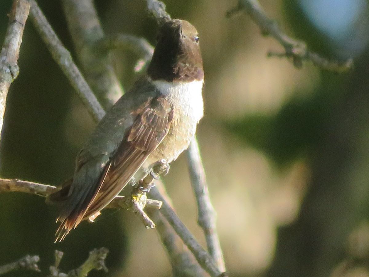 Black-chinned Hummingbird - ML621104605