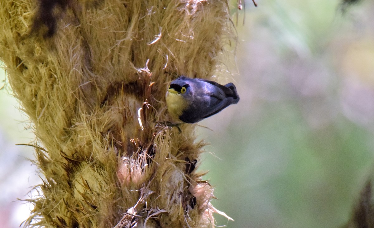 Sulphur-billed Nuthatch - Mhark Gatela