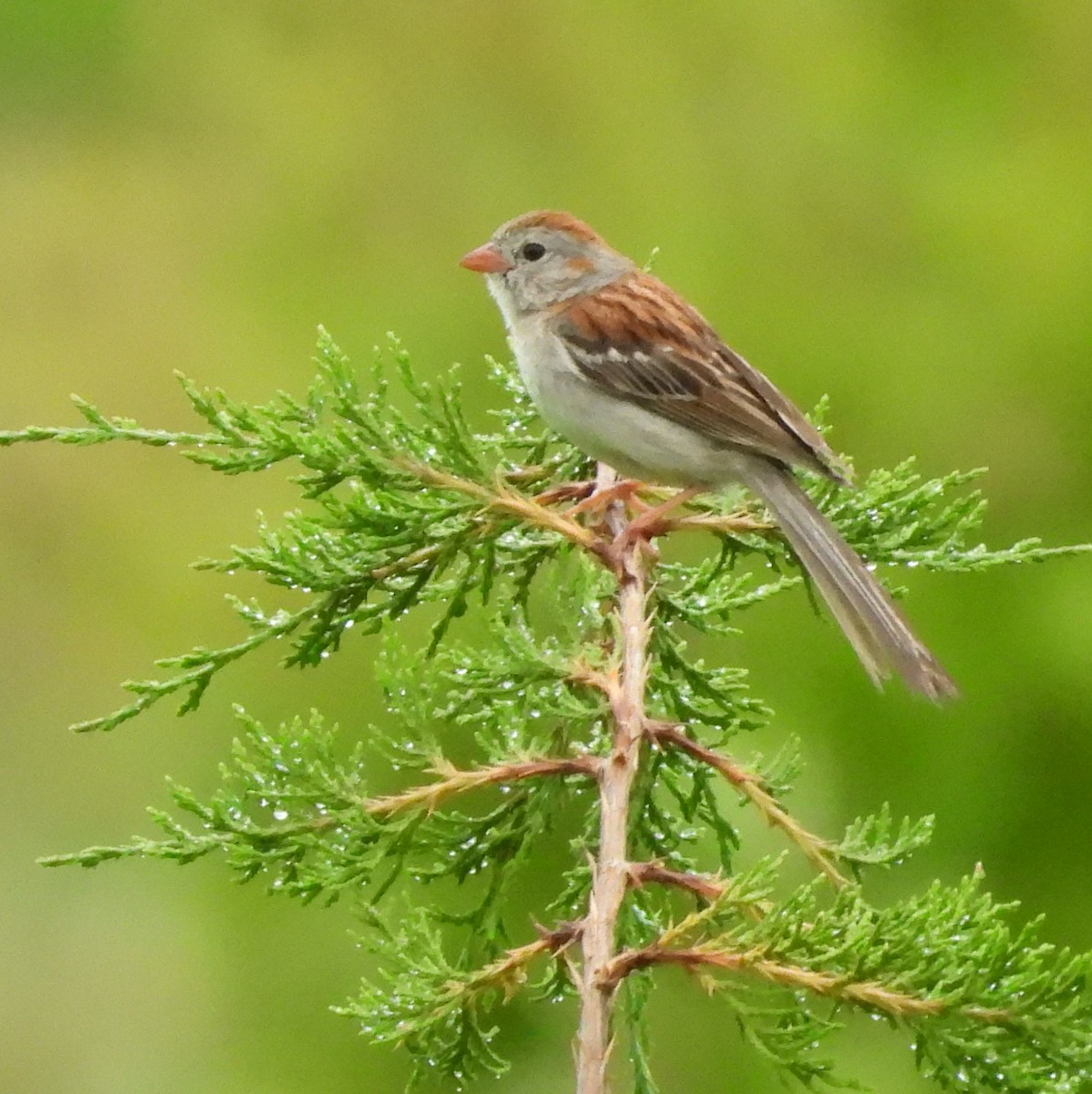 Field Sparrow - ML621104616