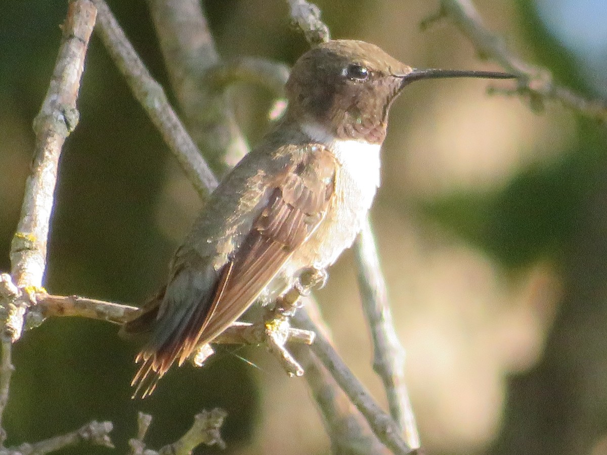 Black-chinned Hummingbird - ML621104631