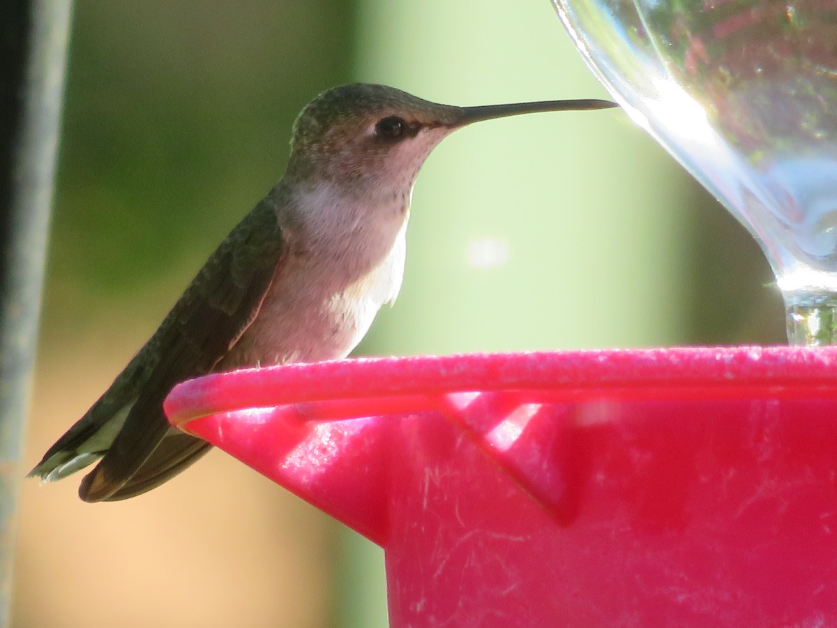 Black-chinned Hummingbird - ML621104657