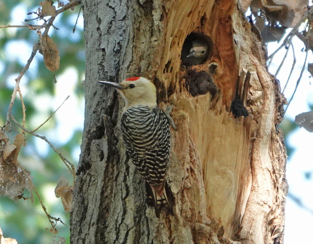 Gila Woodpecker - ML621104706
