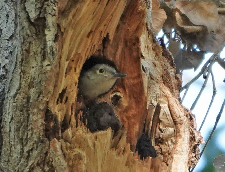 Gila Woodpecker - ML621104707