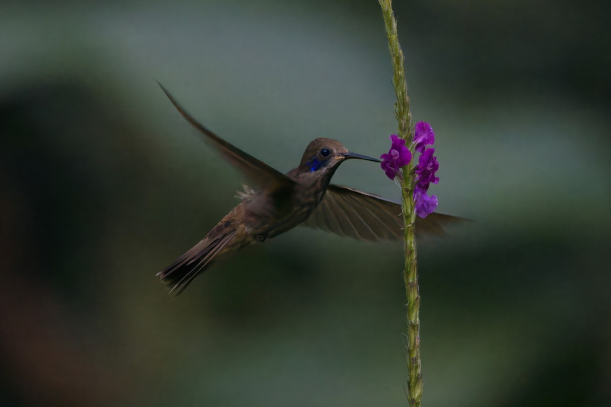 kolibřík fialovouchý - ML621104719