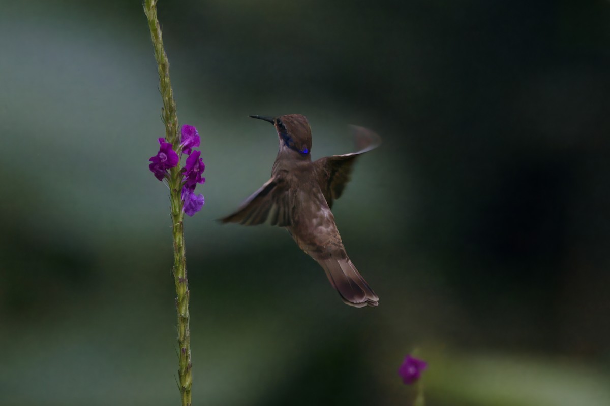 kolibřík fialovouchý - ML621104720